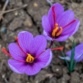 Шафран справжній (преміум), 1г