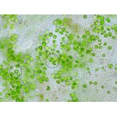 Хлорелла таблетки, 100г