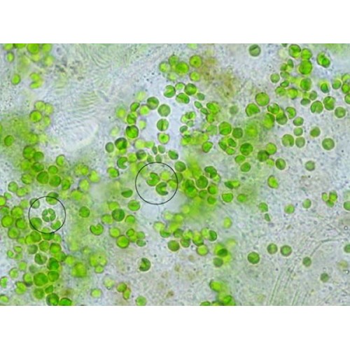 Хлорелла таблетки, 100г