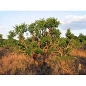 Йохімбе екстракт, 100г