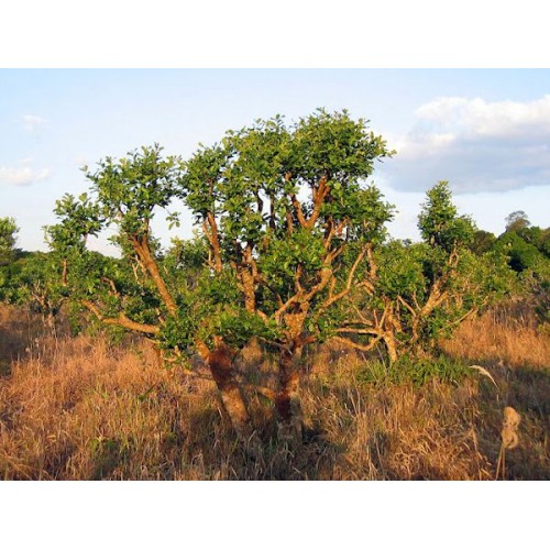 Йохімбе екстракт, 100г