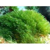 Спирулина таблетки, 100г