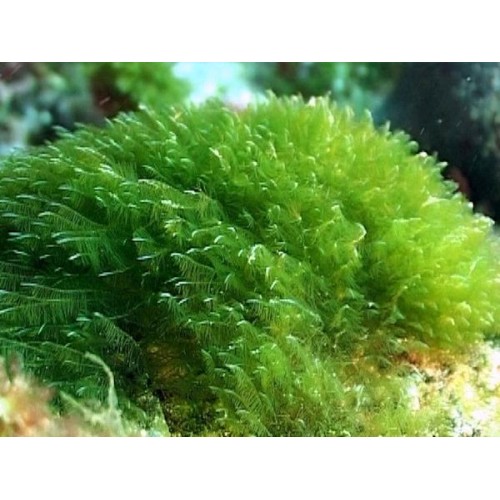 Спирулина таблетки, 100г