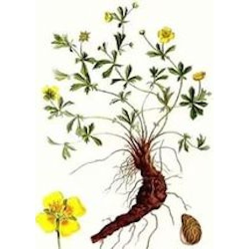 Калган корень, 100г