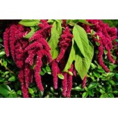 Амарантовий чай, 50г